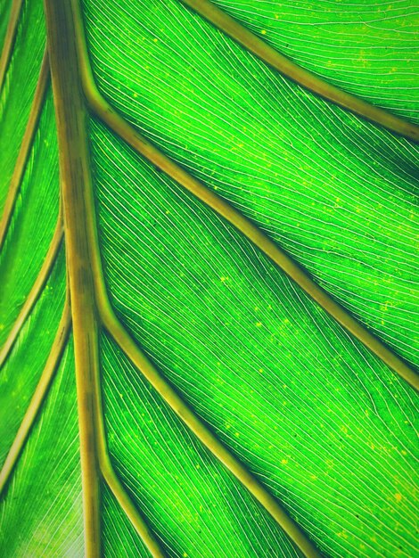 Full frame shot of palm tree leaves