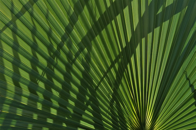 Photo full frame shot of palm tree