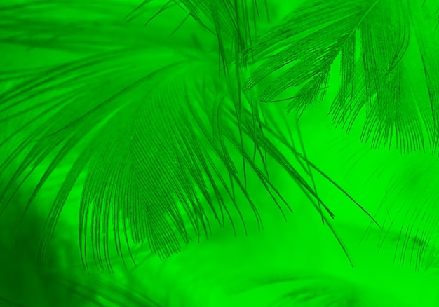 Full frame shot of palm tree