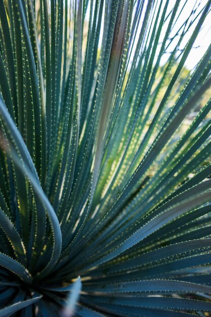 Photo full frame shot of palm tree