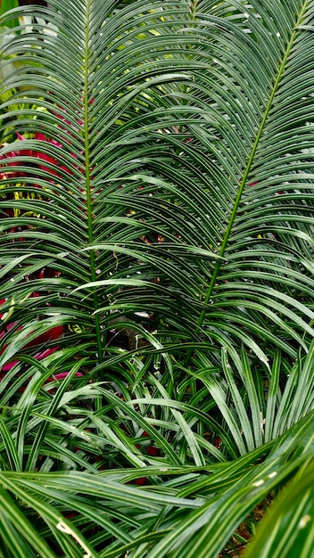 Photo full frame shot of palm tree
