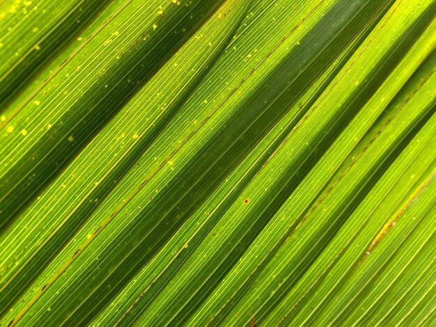 Photo full frame shot of palm tree