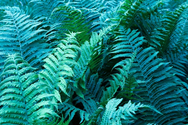 Photo full frame shot of palm trees in forest