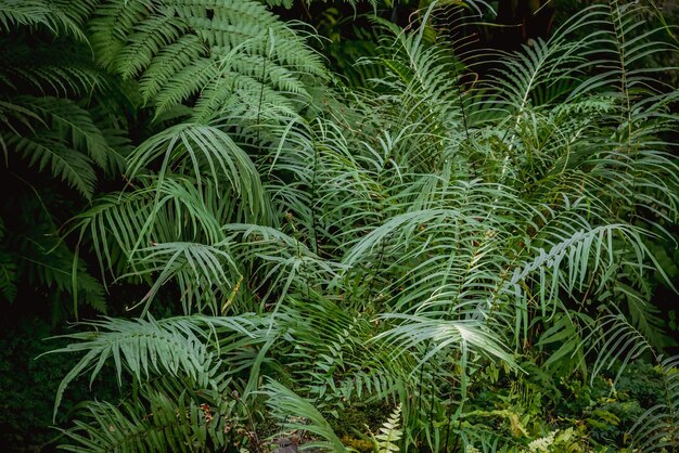 Foto fotografia completa delle palme