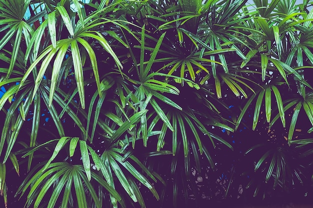 Photo full frame shot of palm trees