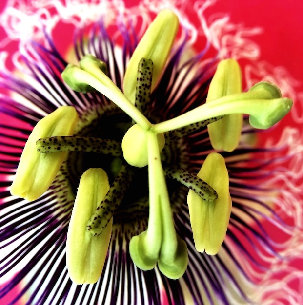 Photo full frame shot of passion flower