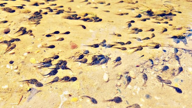 Full frame shot of pattern on sand