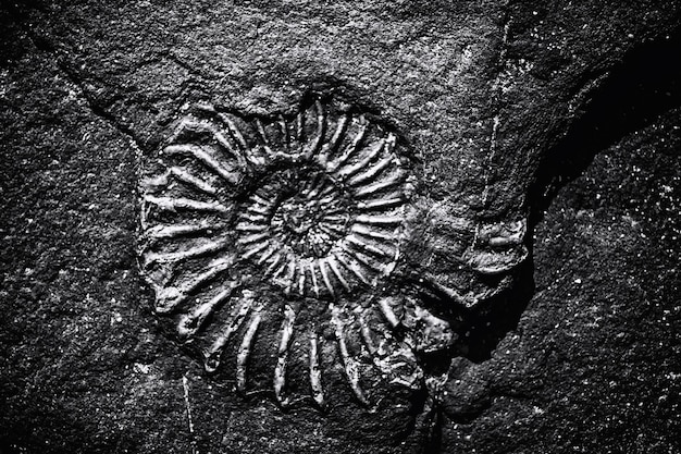 Photo full frame shot of patterned stone