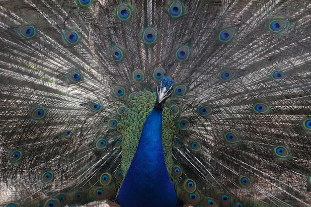Full frame shot of peacock dancing with fanned out feathers