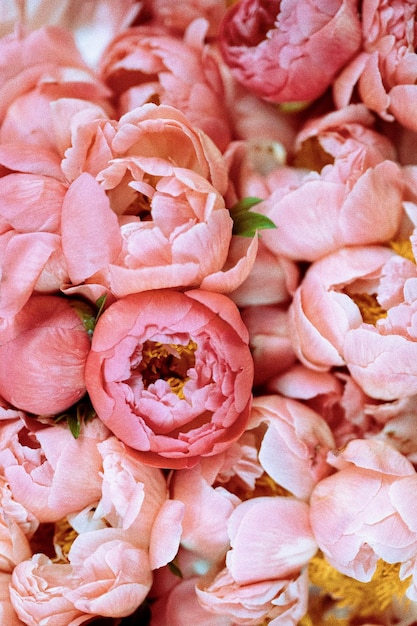 Photo full frame shot of peonies