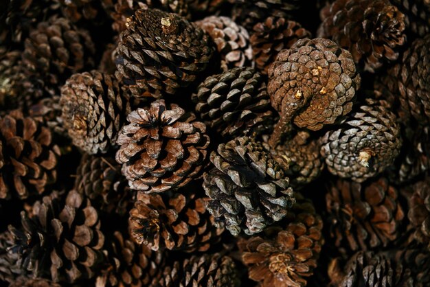 Full frame shot of pine cones