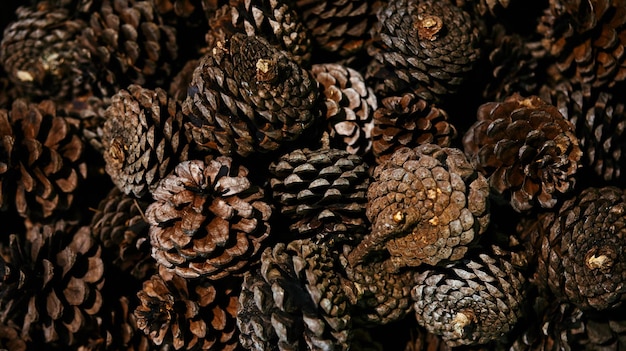 Full frame shot of pine cones