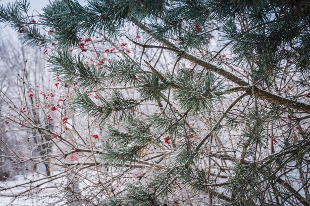 Full frame shot of pine tree during winter