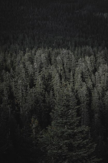 Foto fotografia completa di un pino nella foresta di schwarzwald, in germania