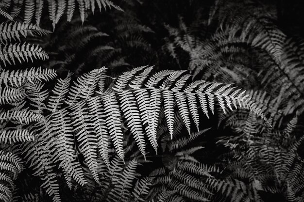 Full frame shot of pine tree leaves