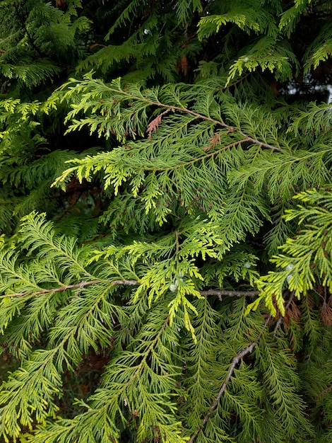 Photo full frame shot of pine tree