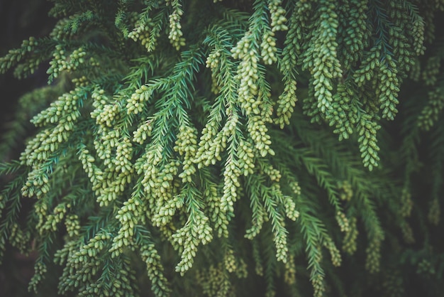 Photo full frame shot of pine tree