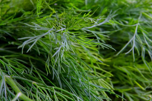 Full frame shot of pine tree