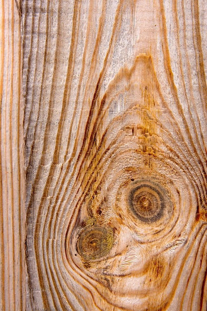 Photo full frame shot of pine tree