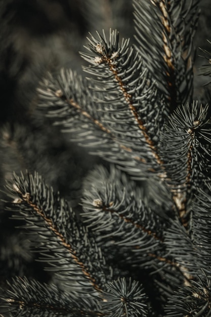 Full frame shot of pine tree