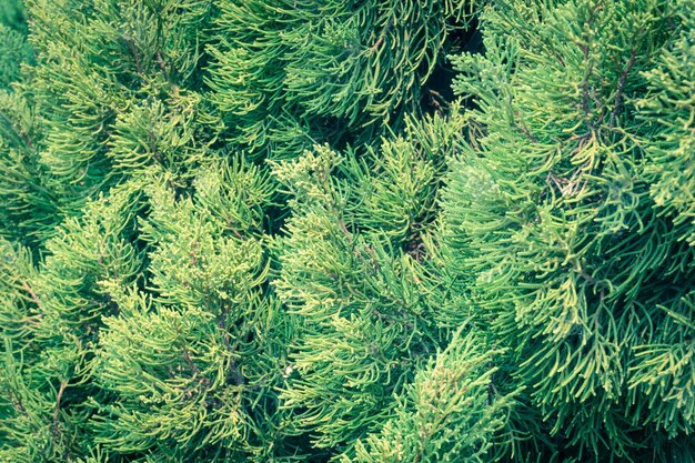 Photo full frame shot of pine tree