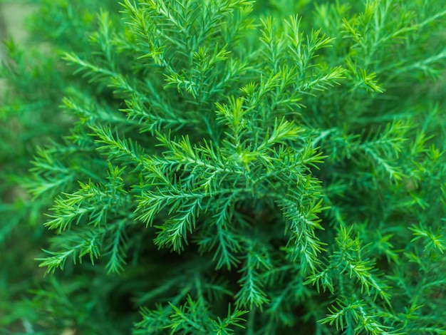 Full frame shot of pine tree