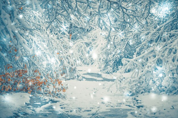 Photo full frame shot of pine trees in forest during winter