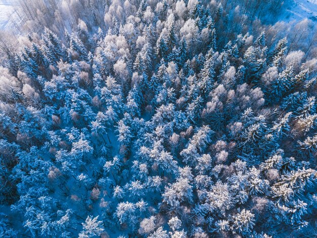 Full frame shot of pine trees in forest during winter