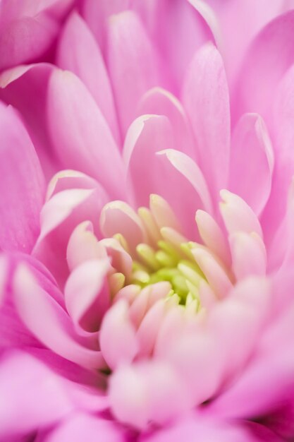 Photo full frame shot of pink dahlia