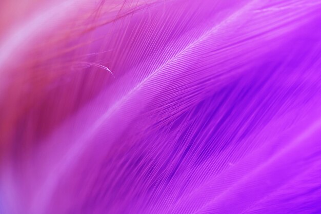 Full frame shot of pink feather