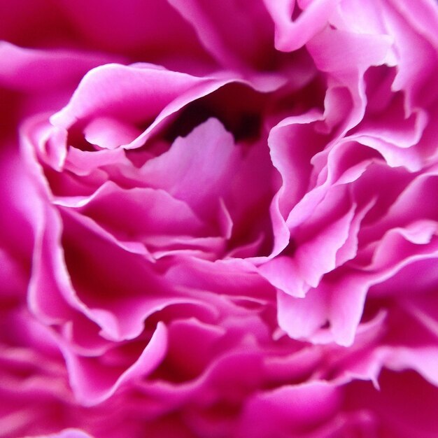 Photo full frame shot of pink flower petals