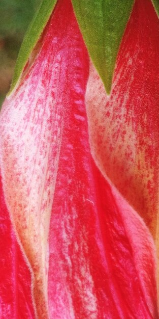 Full frame shot of pink flower