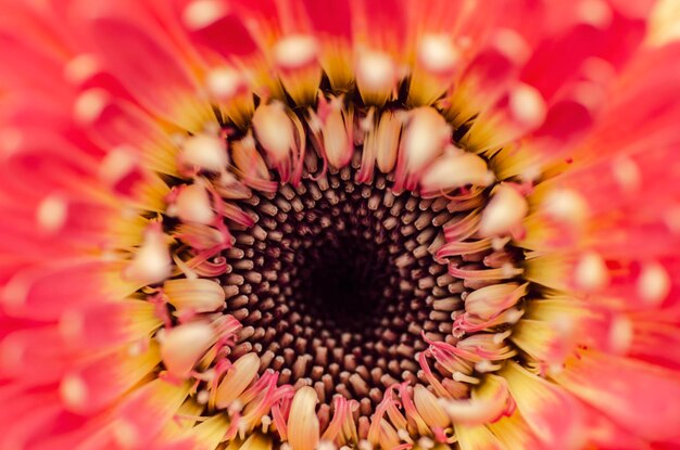 Foto fotografia completa del fiore rosa