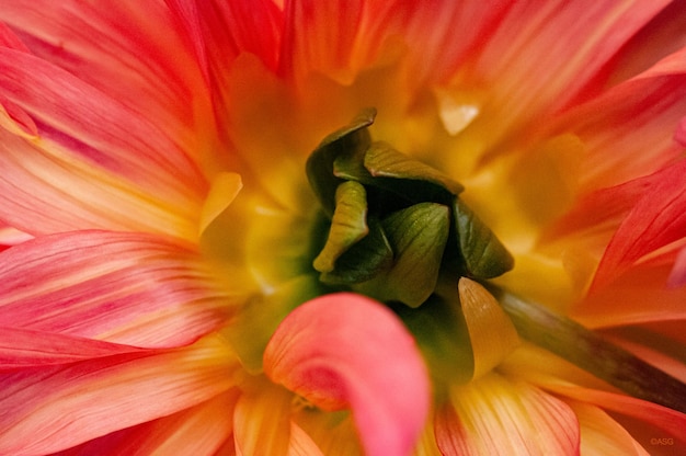 Foto fotografia completa del fiore rosa