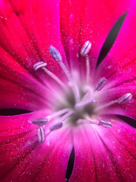 Foto fotografia completa del fiore rosa