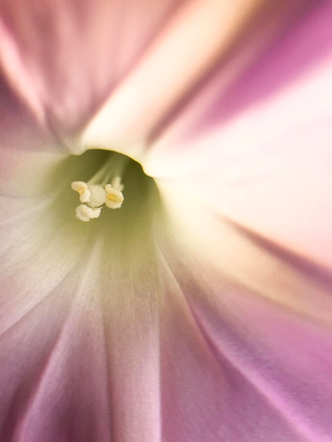 Foto fotografia completa del fiore rosa