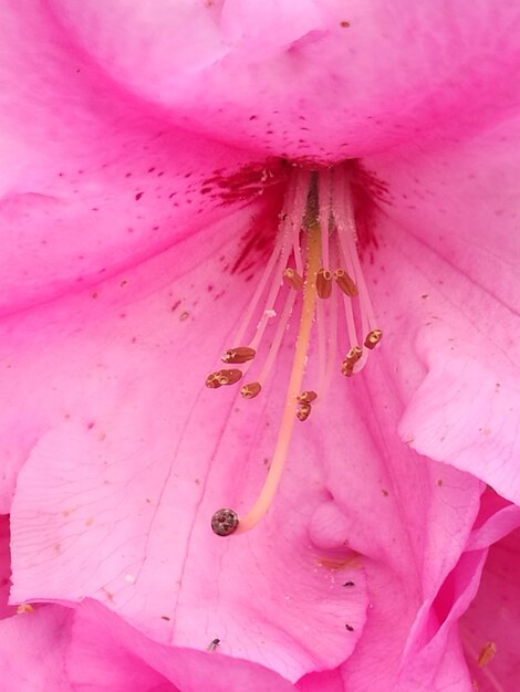 Full frame shot of pink flower