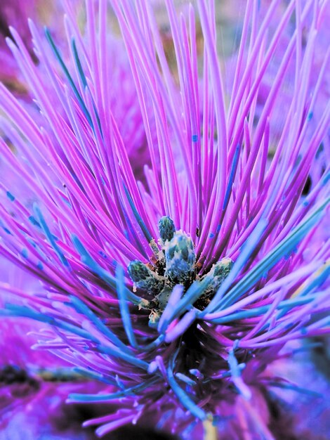 Full frame shot of pink flower