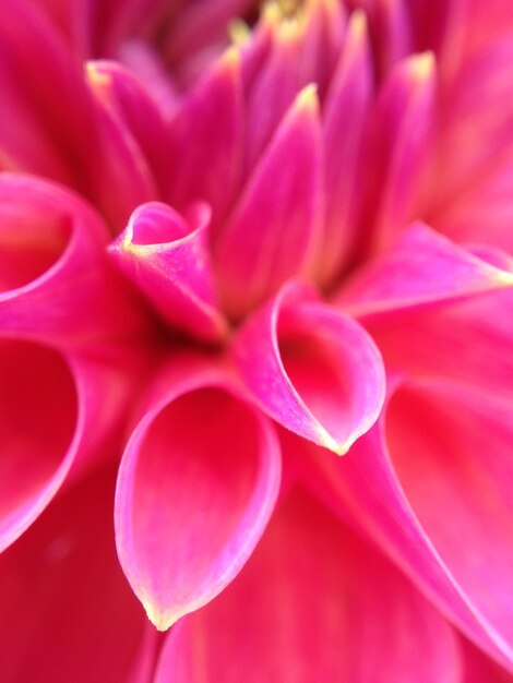 Photo full frame shot of pink flower