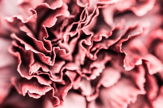 full frame shot of pink flowering plant
