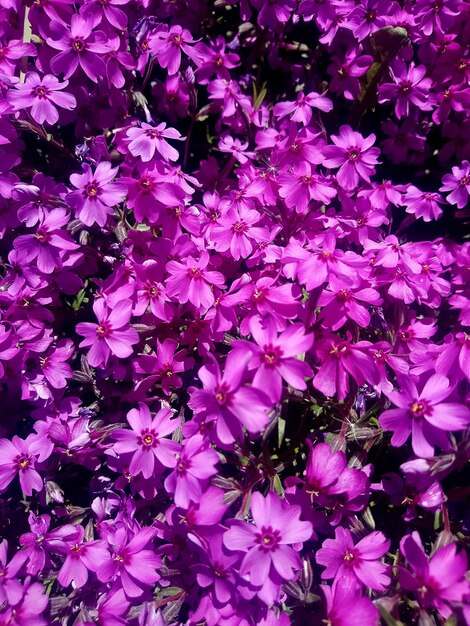 Full frame shot of pink flowering plant