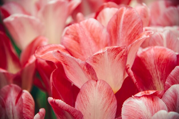 Full frame shot of pink flowering plant