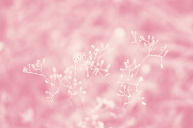 Full frame shot of pink flowering plant