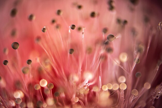 Full frame shot of pink flowering plant