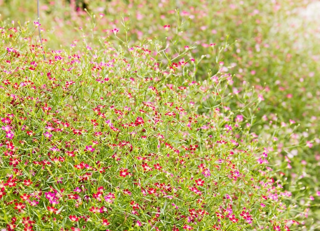 陸上のピンクの花の植物のフルフレームショット