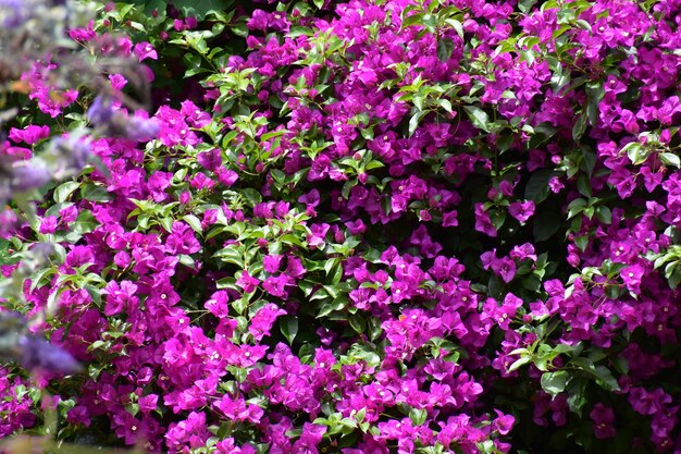 Full frame shot of pink flowering plants