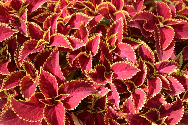 Photo full frame shot of pink flowering plants