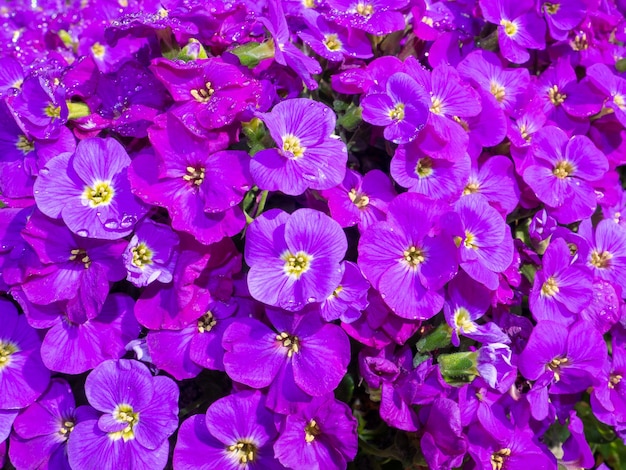 Photo full frame shot of pink flowering plants