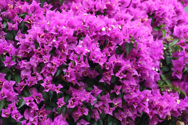 Photo full frame shot of pink flowering plants