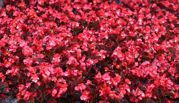 Photo full frame shot of pink flowering plants